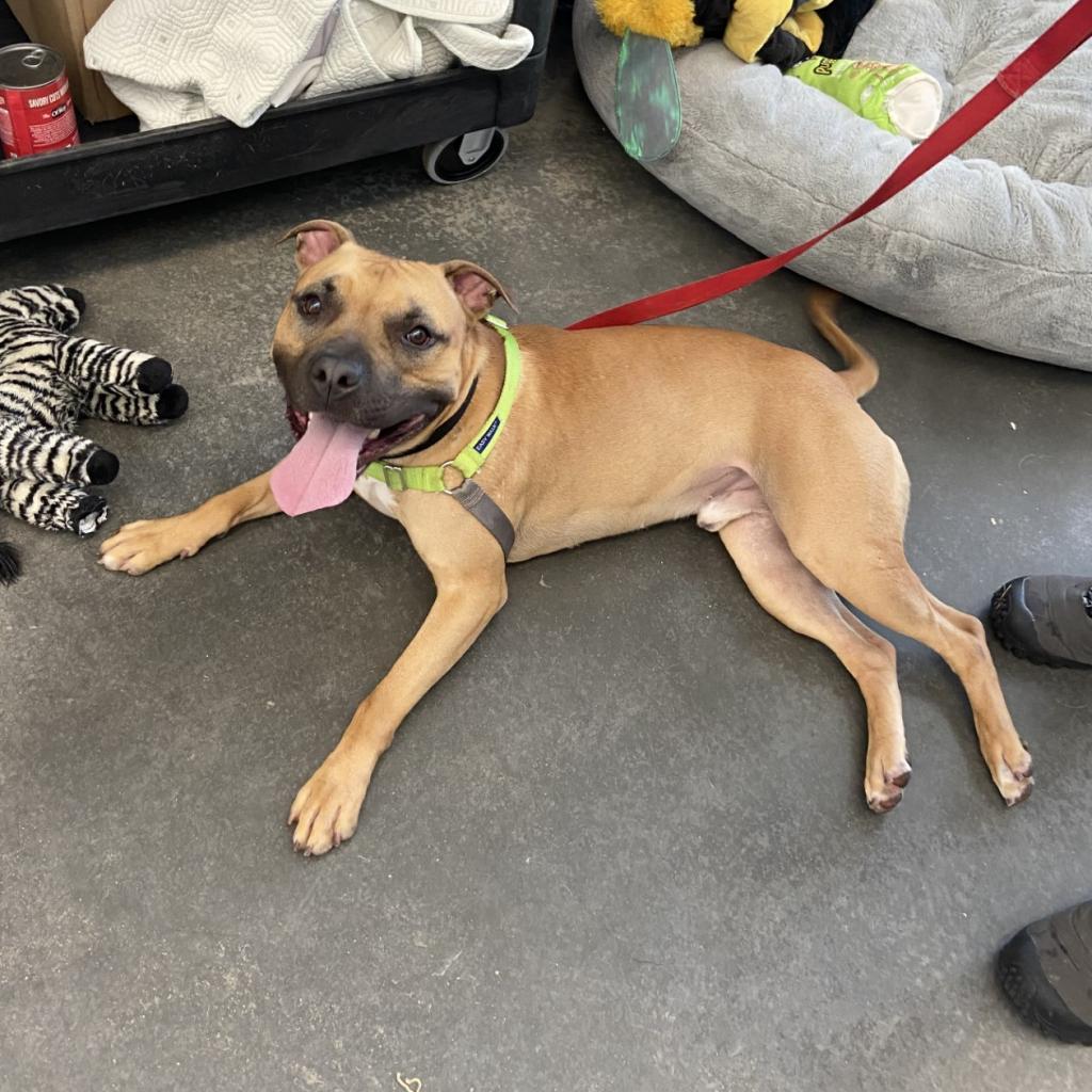 Enlarge Chief, a Adoptable Mixed Breed in Pittsburgh, PA image 3/6