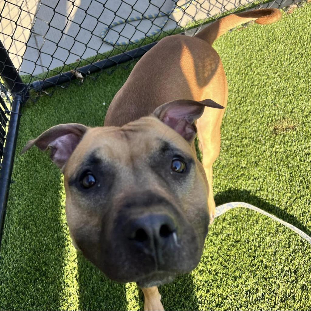 Enlarge Chief, a Adoptable Mixed Breed in Pittsburgh, PA image 4/6