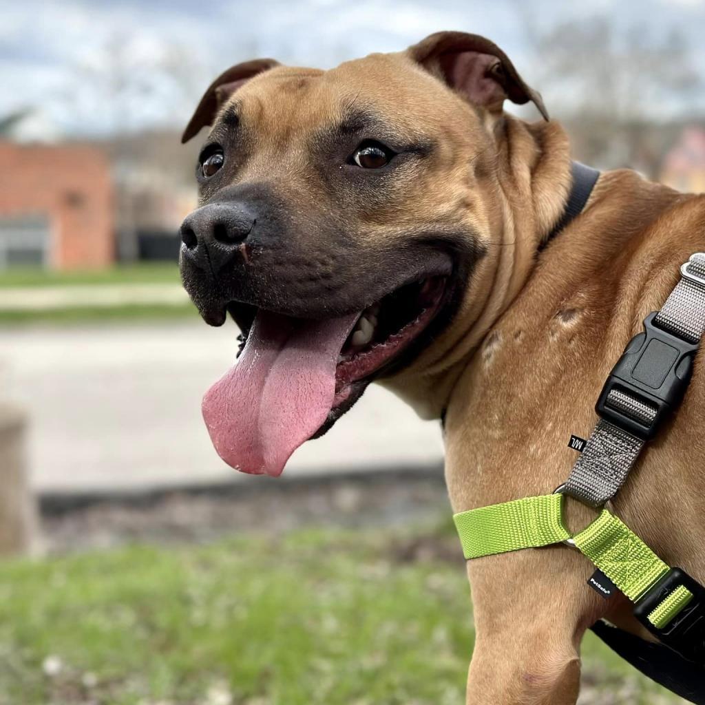 Enlarge Chief, a Adoptable Mixed Breed in Pittsburgh, PA image 5/6
