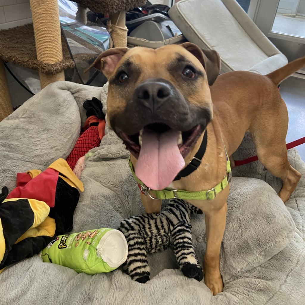 Enlarge Chief, a Adoptable Mixed Breed in Pittsburgh, PA image 6/6