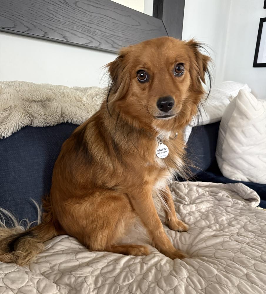 Bernie, Adoptable, Young Male Australian Shepherd & Terrier.