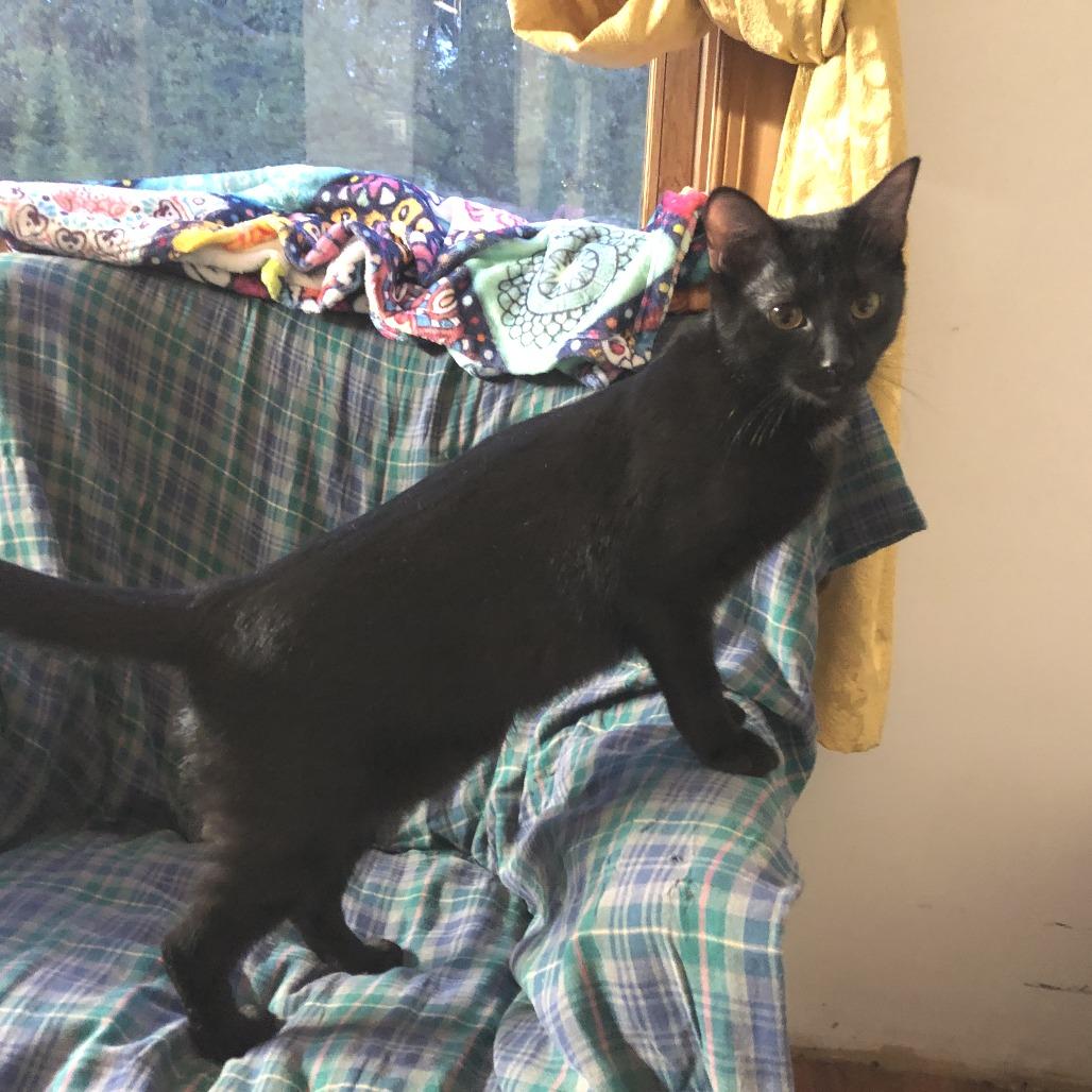 Enlarge Baby, a Adoptable Domestic Short Hair in Novelty, OH image 1/4