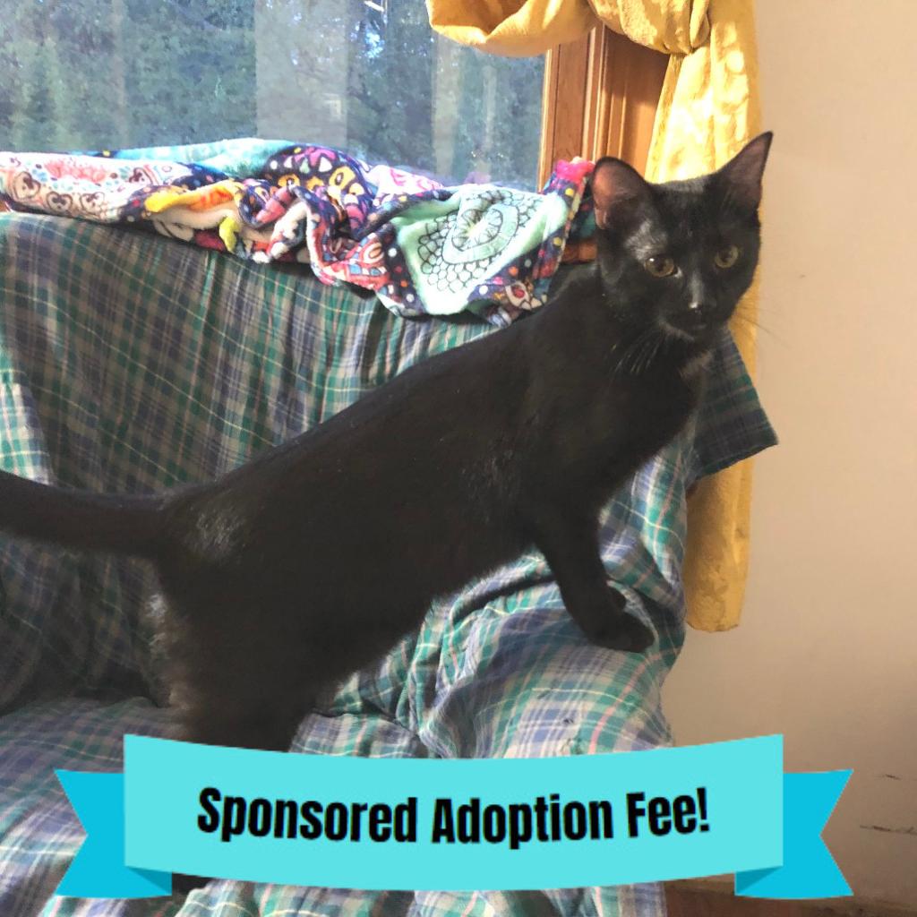 Enlarge Baby, a Adoptable Domestic Short Hair in Novelty, OH image 2/4