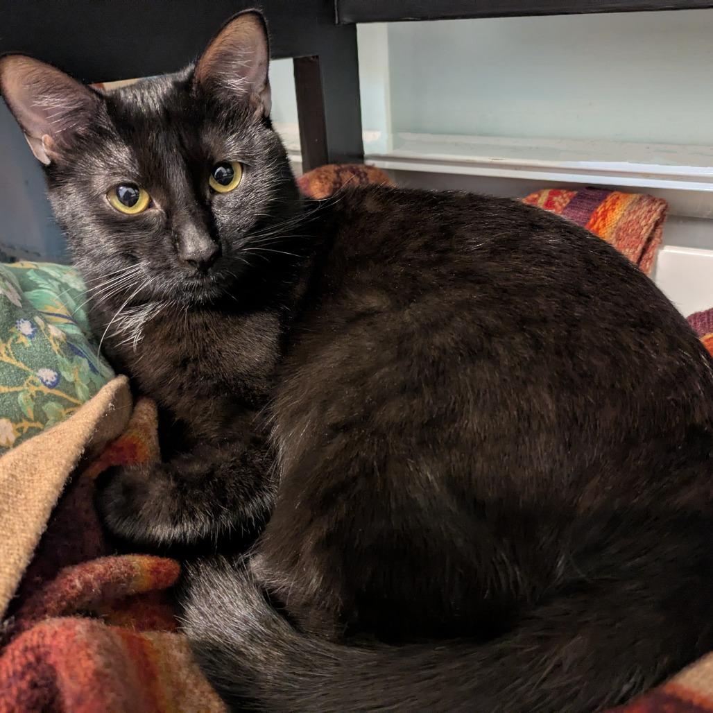 Enlarge Baby, a Adoptable Domestic Short Hair in Novelty, OH image 3/4