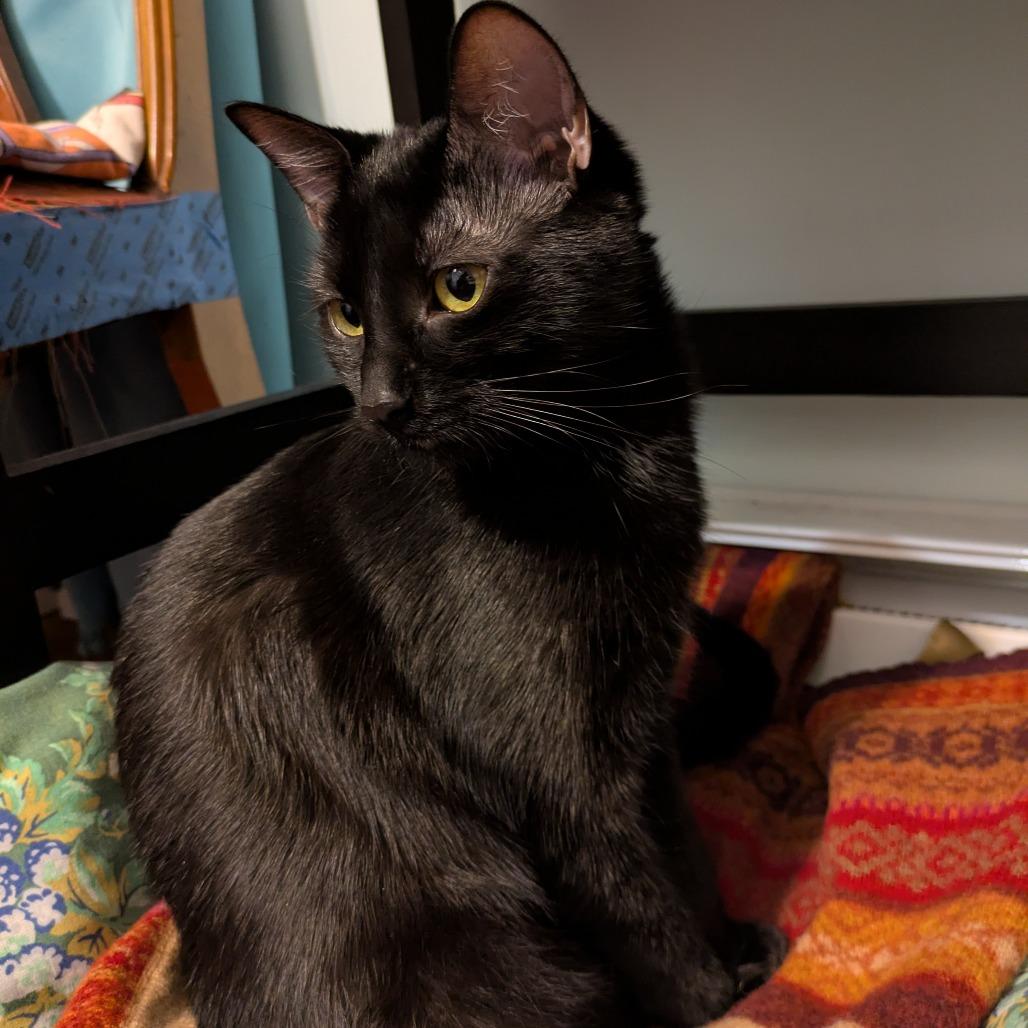 Enlarge Baby, a Adoptable Domestic Short Hair in Novelty, OH image 4/4