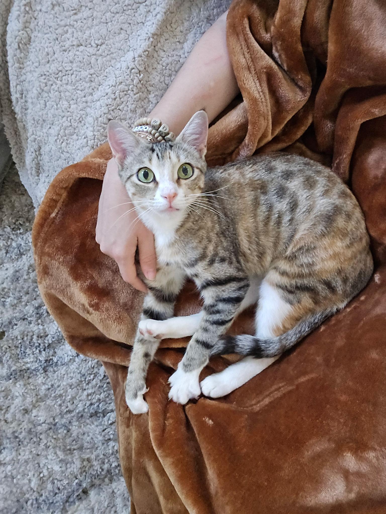 Enlarge Gladys, a Adoptable Domestic Short Hair in queen creek, AZ image 2/6