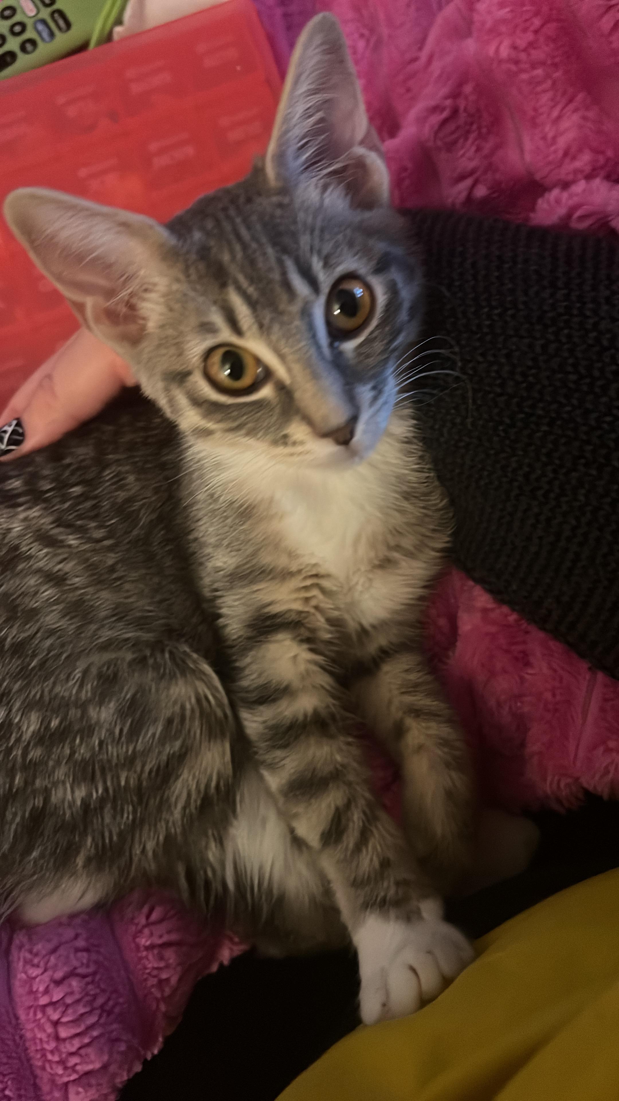 Enlarge Gladys, a Adoptable Domestic Short Hair in queen creek, AZ image 3/6