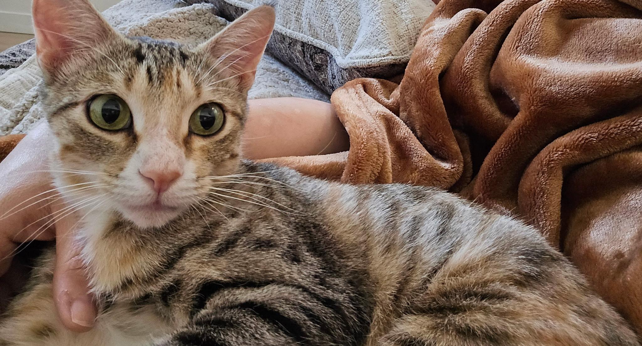 Enlarge Gladys, a Adoptable Domestic Short Hair in queen creek, AZ image 4/6