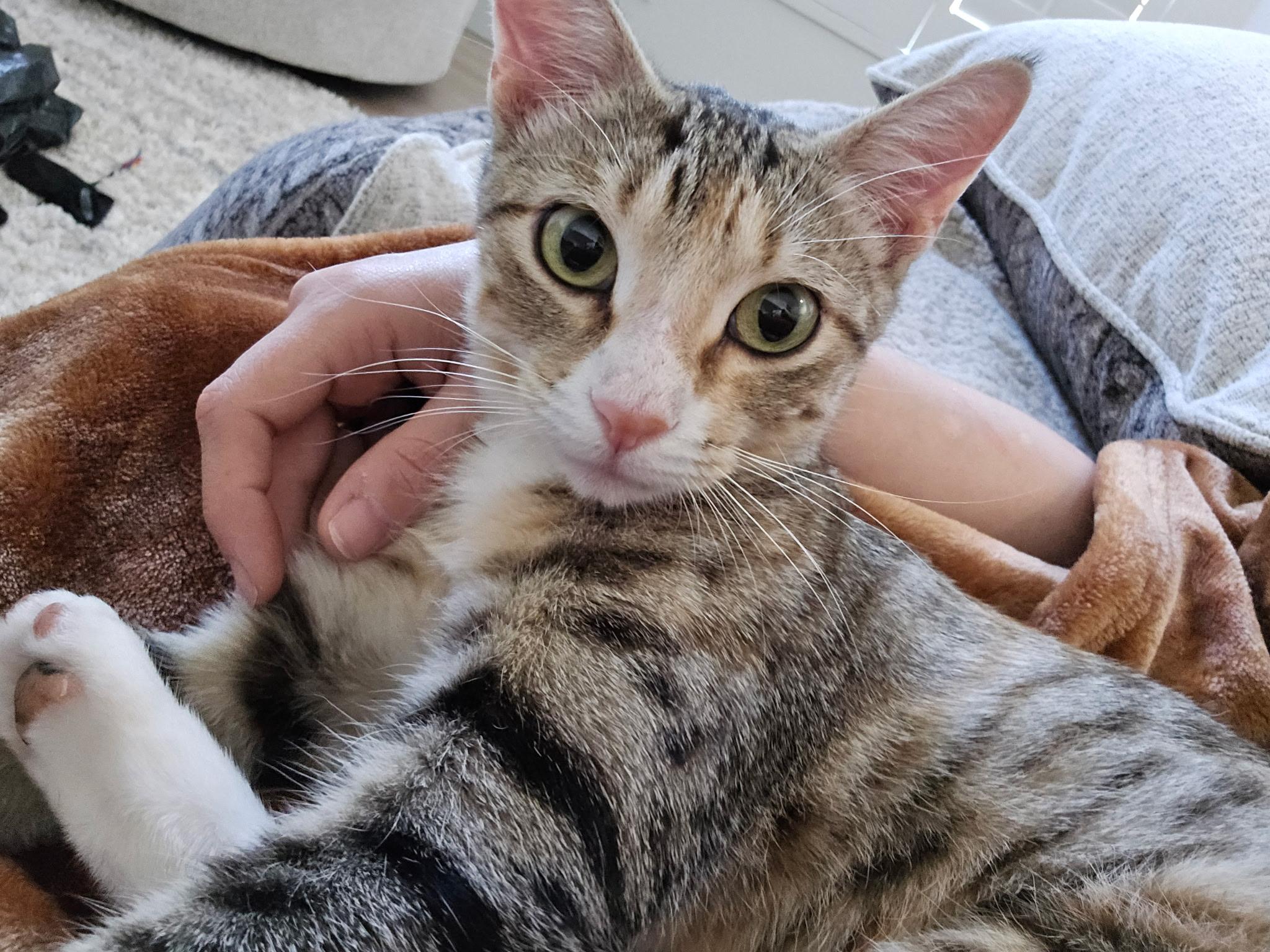 Enlarge Gladys, a Adoptable Domestic Short Hair in queen creek, AZ image 5/6