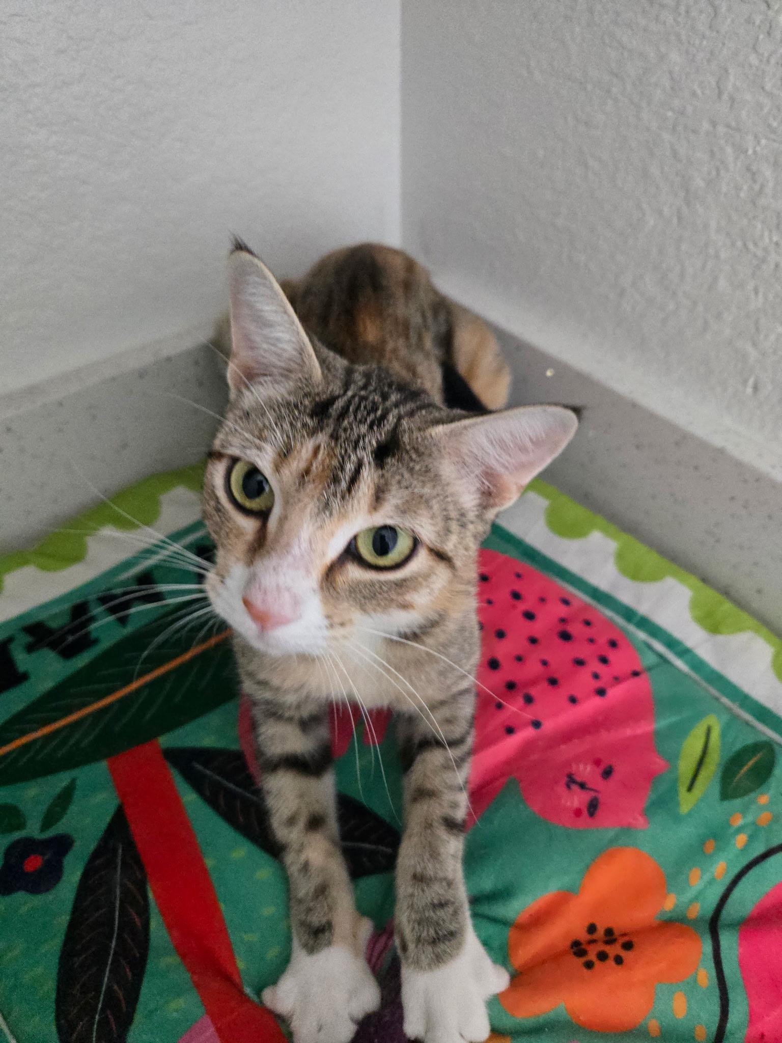 Enlarge Gladys, a Adoptable Domestic Short Hair in queen creek, AZ image 6/6