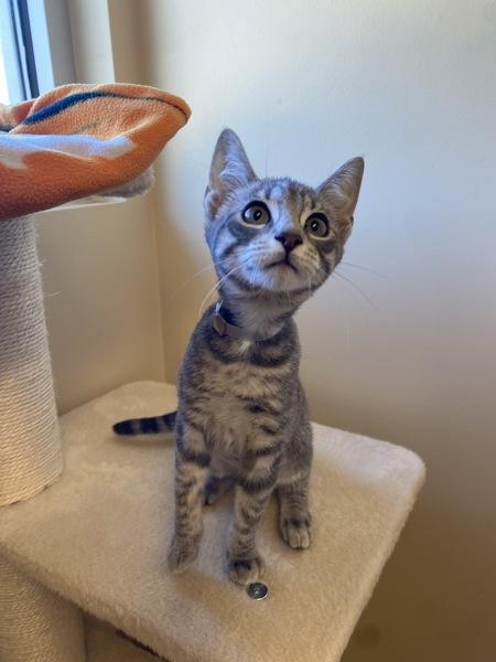 Enlarge Meowcaroni, a Adoptable mixed breed in Monterey, CA image 1/1