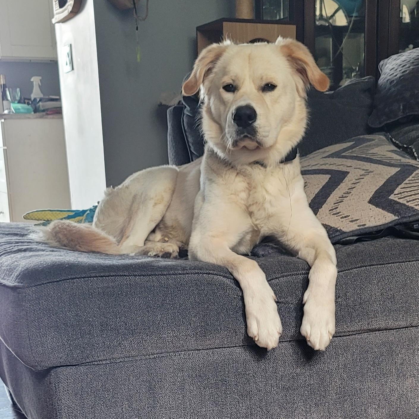 Mello, a ADOPTABLE mixed breed in Orlando, FL image 6/6