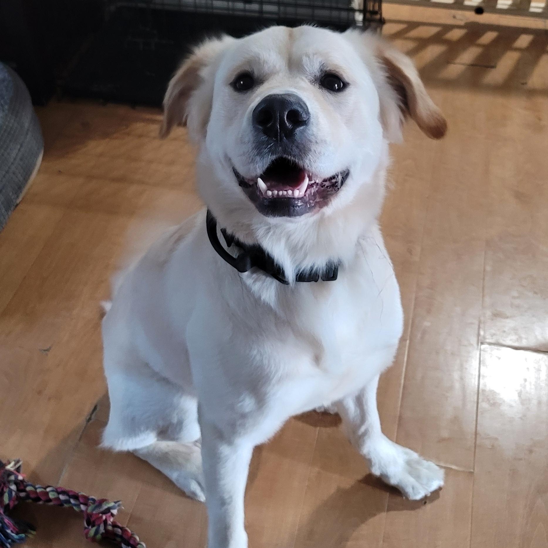 Mello, a ADOPTABLE mixed breed in Orlando, FL image 4/6