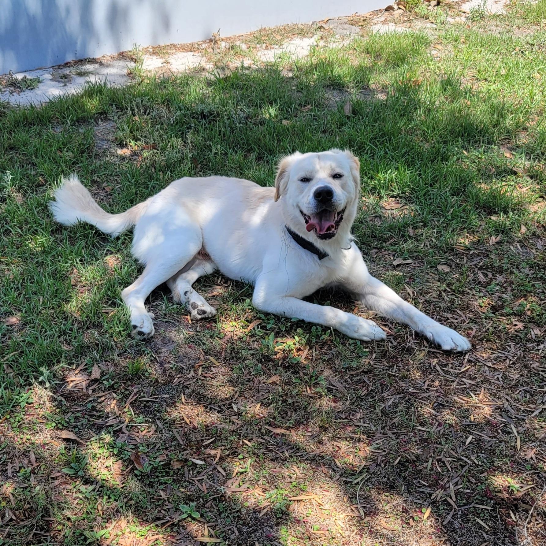 Mello, a ADOPTABLE mixed breed in Orlando, FL image 5/6