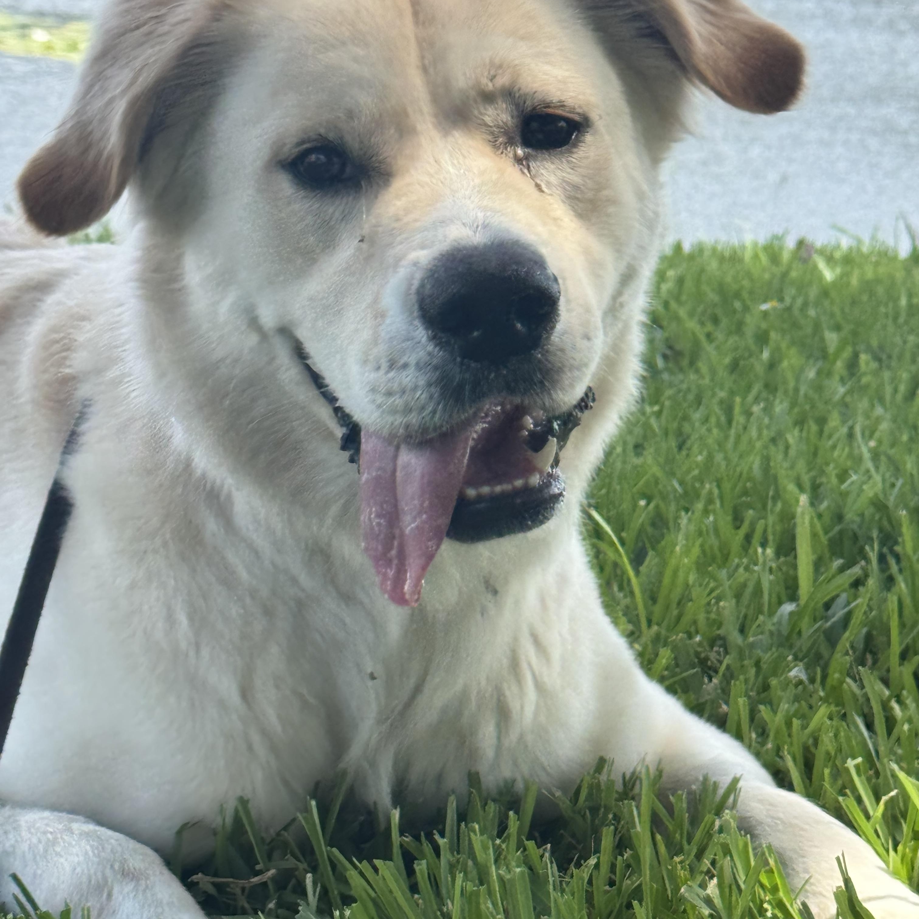 Mello, a ADOPTABLE mixed breed in Orlando, FL image 2/6