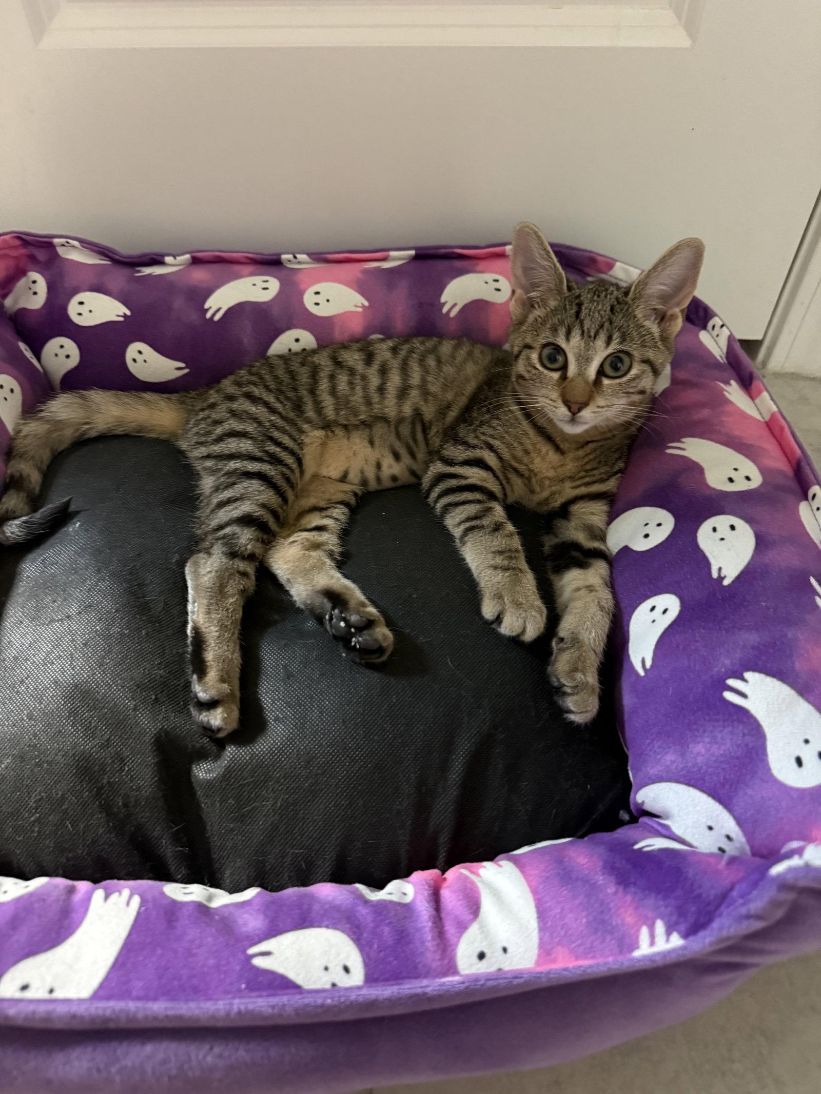 Enlarge Fuzzball (6056), a Adoptable Domestic Short Hair in Wesley Chapel, FL image 1/1