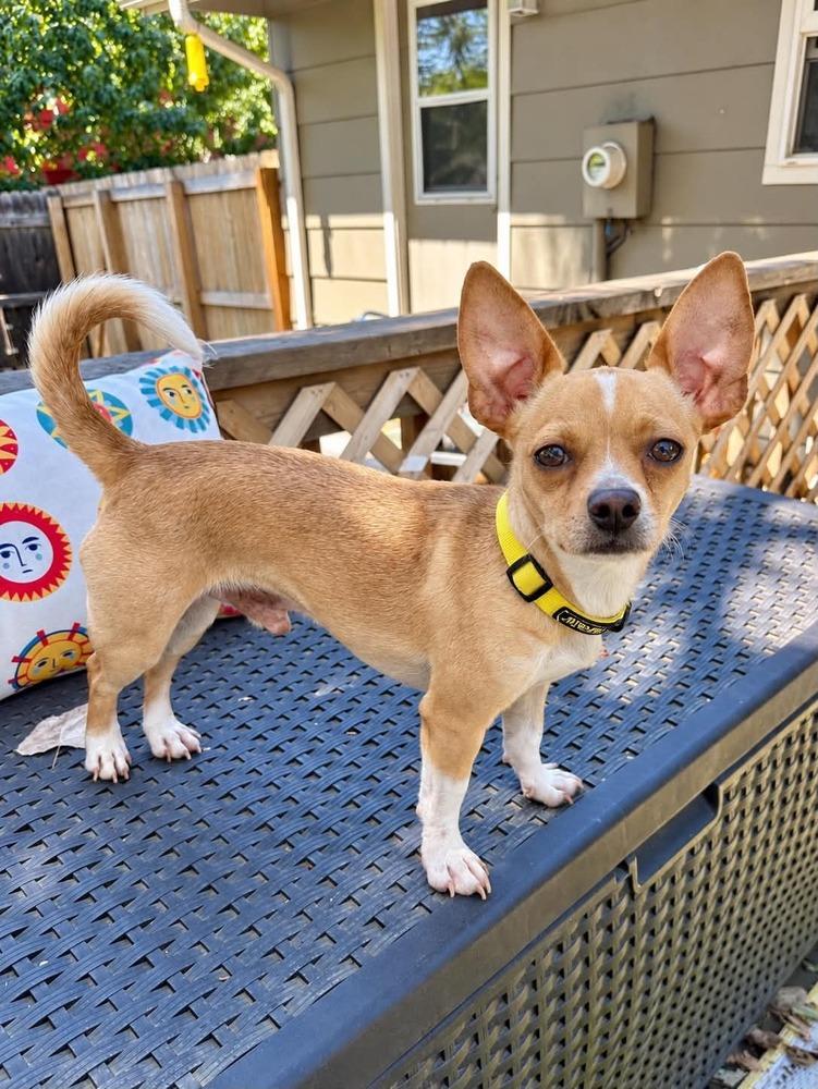 Enlarge Theo, a Adoptable mixed breed in Boulder, CO image 1/3