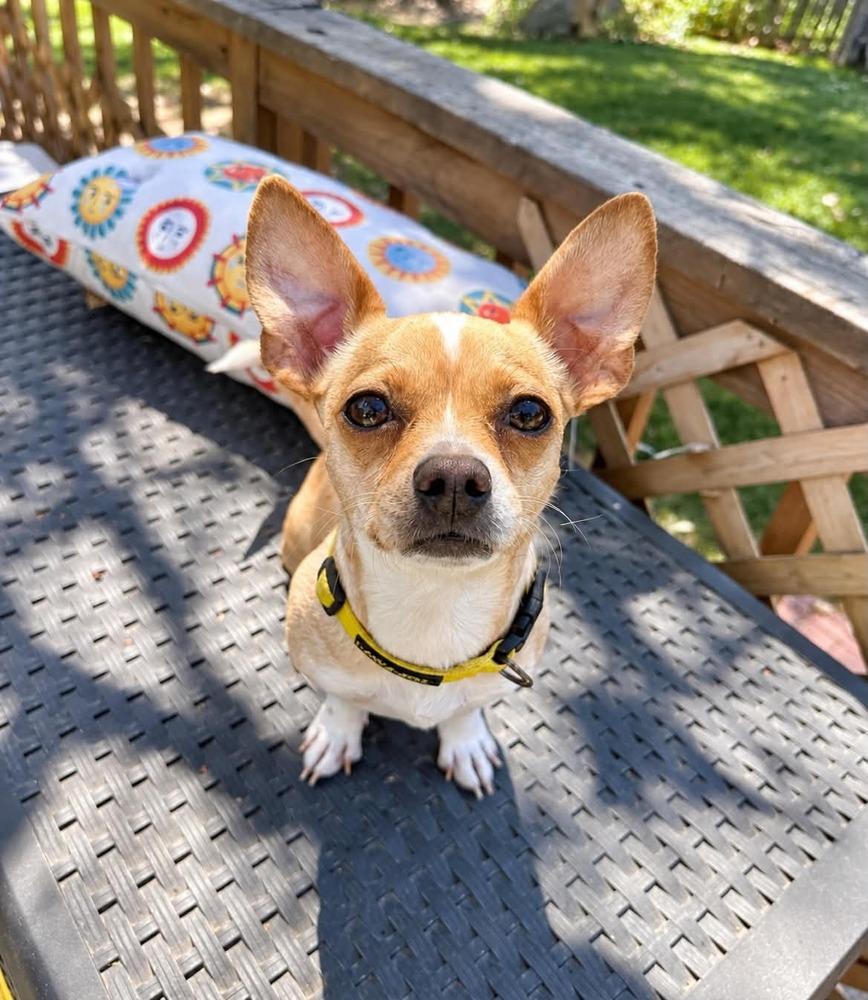 Enlarge Theo, a Adoptable mixed breed in Boulder, CO image 2/3
