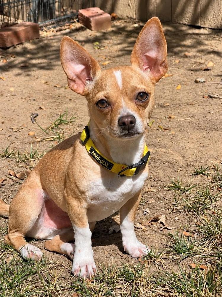 Enlarge Theo, a Adoptable mixed breed in Boulder, CO image 3/3
