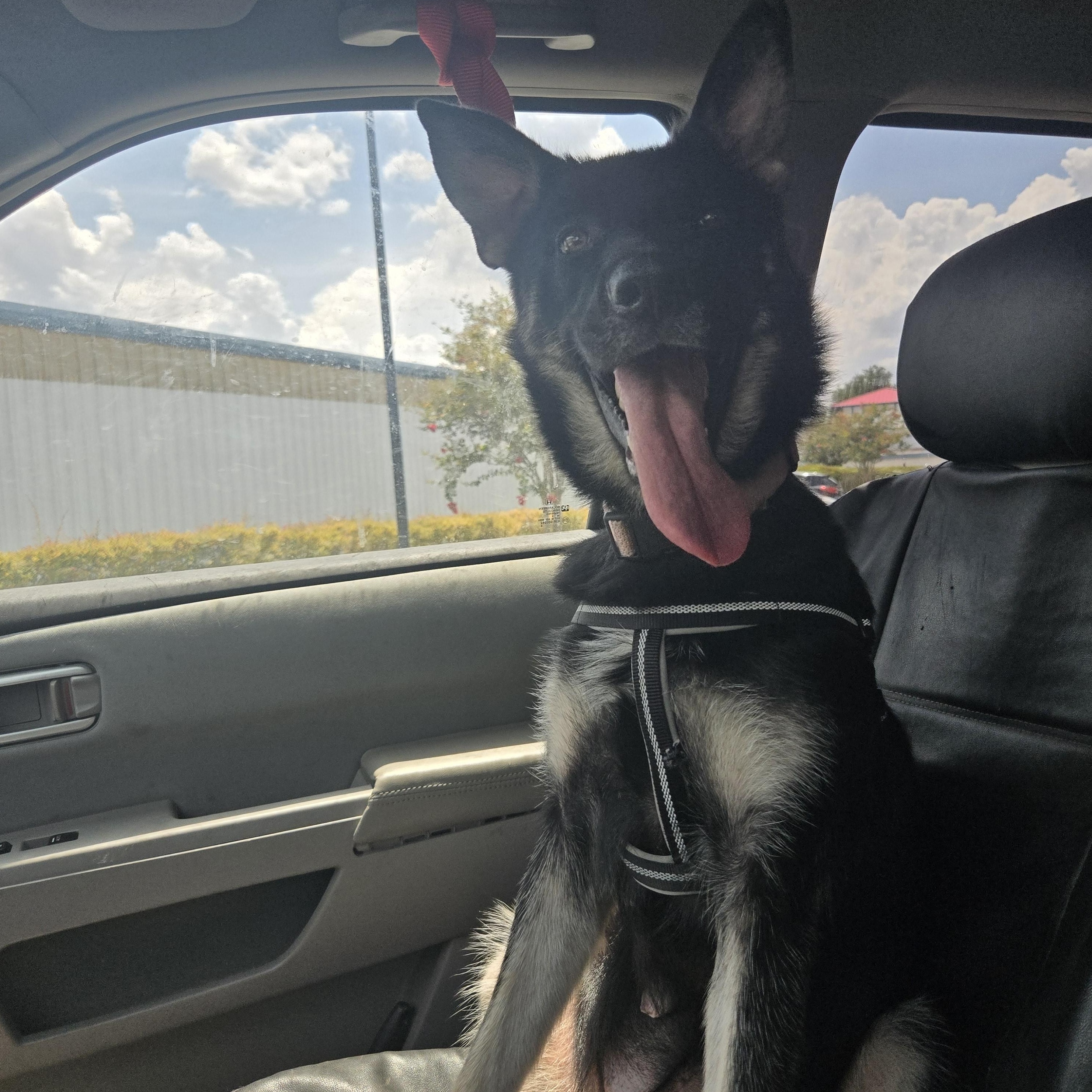 Enlarge Mily, an adoptable German Shepherd Dog in Orlando, FL image 6/6