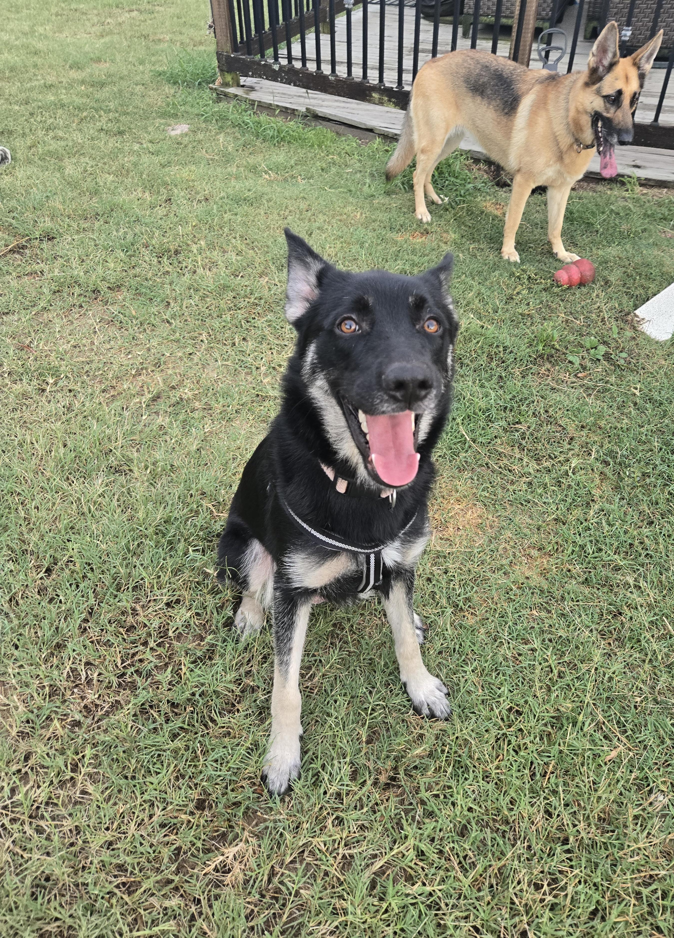 Mily, adoptable, Young Female German Shepherd Dog.