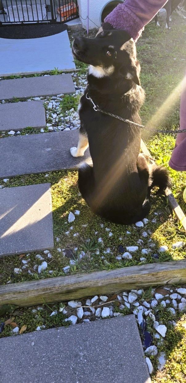 Enlarge Mily, an adoptable German Shepherd Dog in Orlando, FL image 3/6