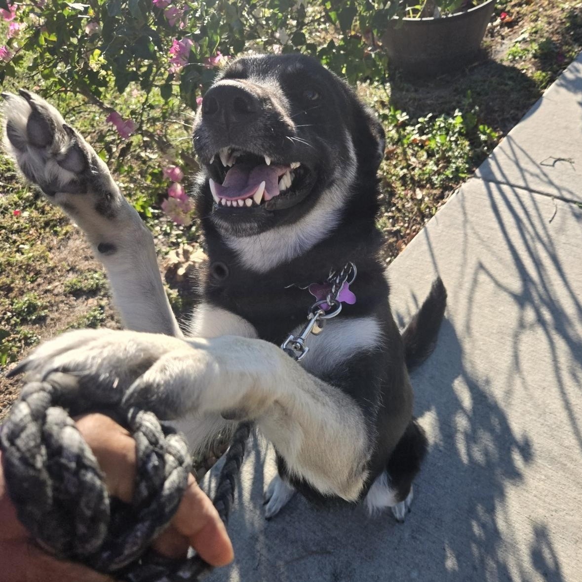 Enlarge Mily, an adopted German Shepherd Dog in Orlando, FL image 5/6