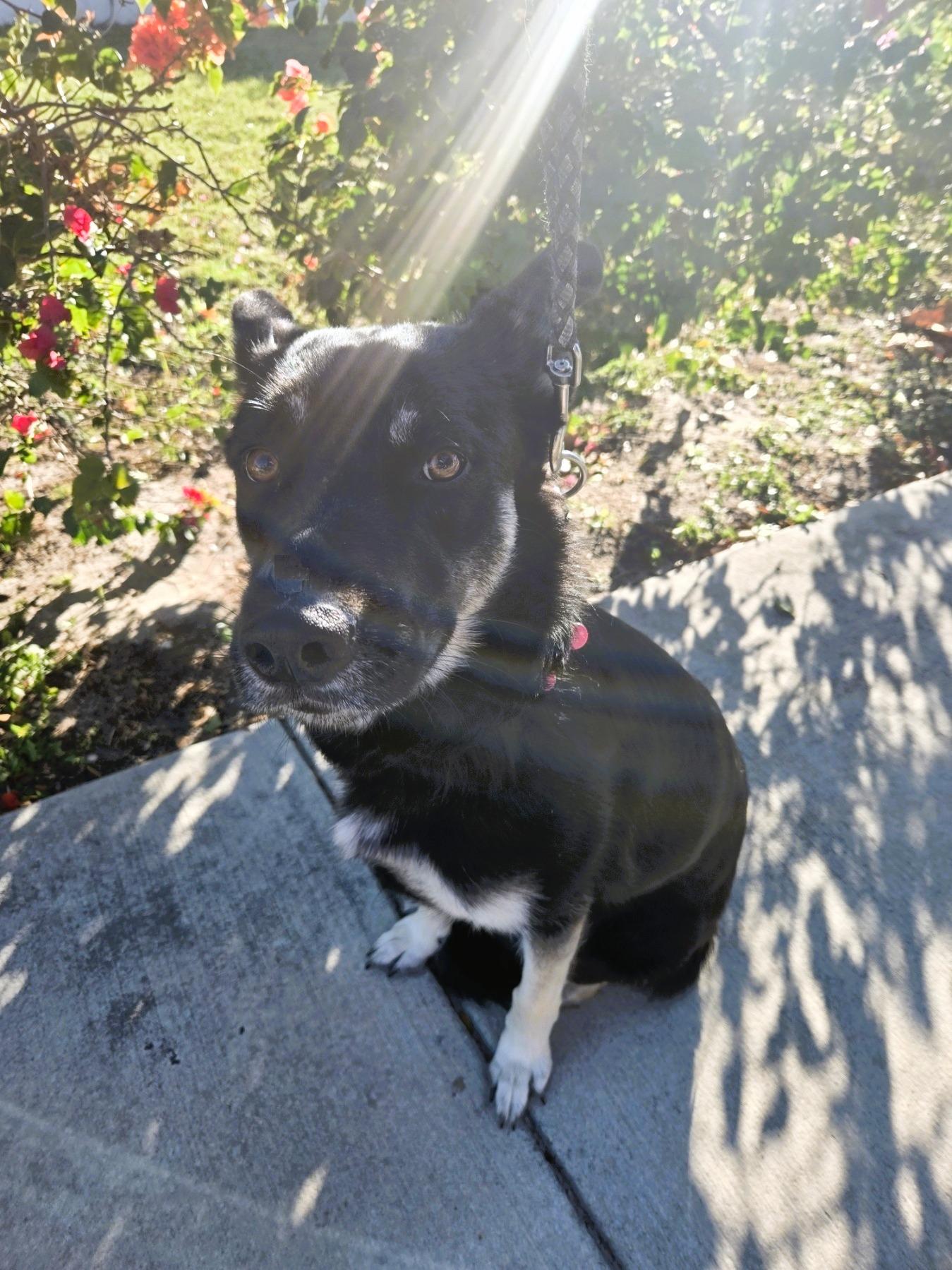 Enlarge Mily, an adoptable German Shepherd Dog in Orlando, FL image 1/6