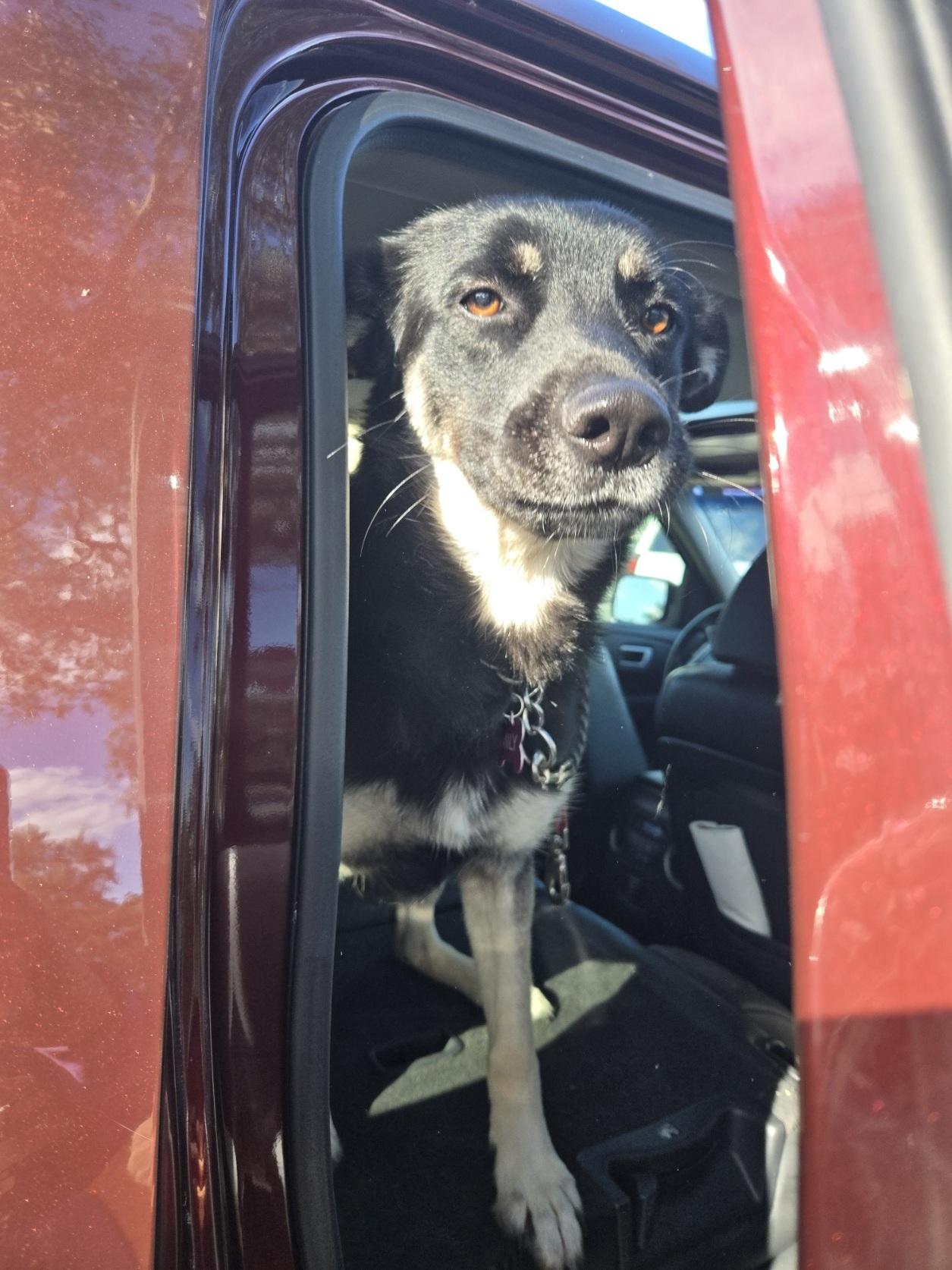 Enlarge Mily, an adoptable German Shepherd Dog in Orlando, FL image 2/6
