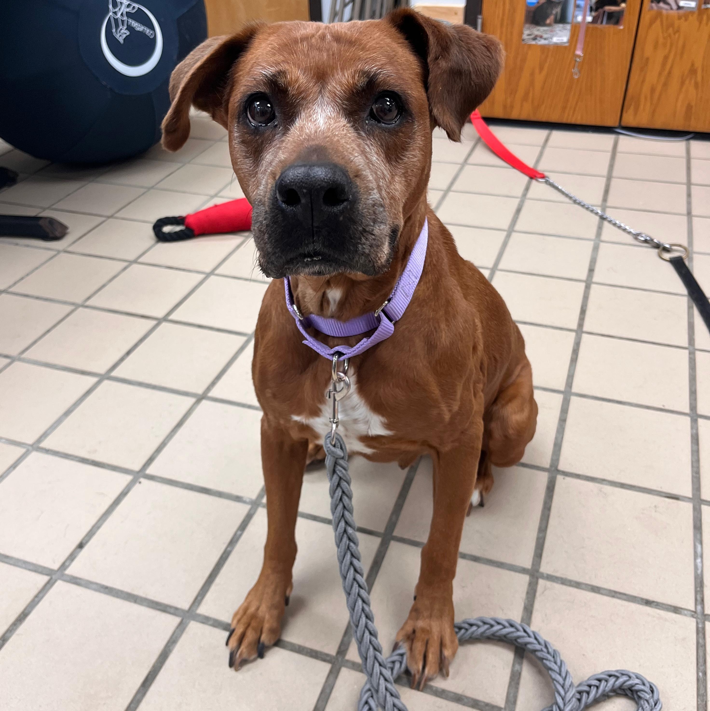 Enlarge Love (In Foster), a Adoptable mixed breed in Renfrew, PA image 5/5