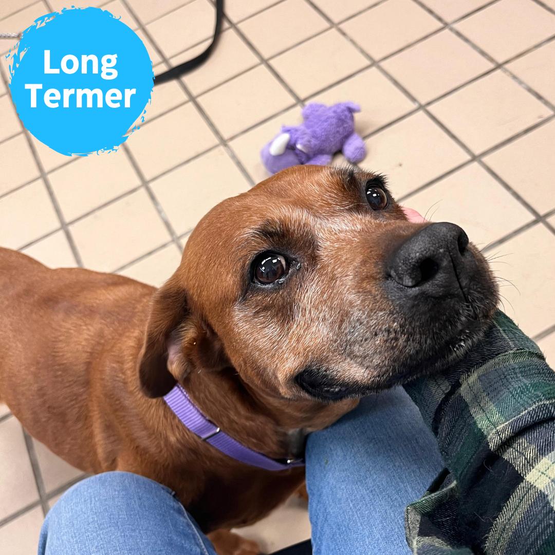 Love (In Foster), Adoptable, Senior Female Labrador Retriever.