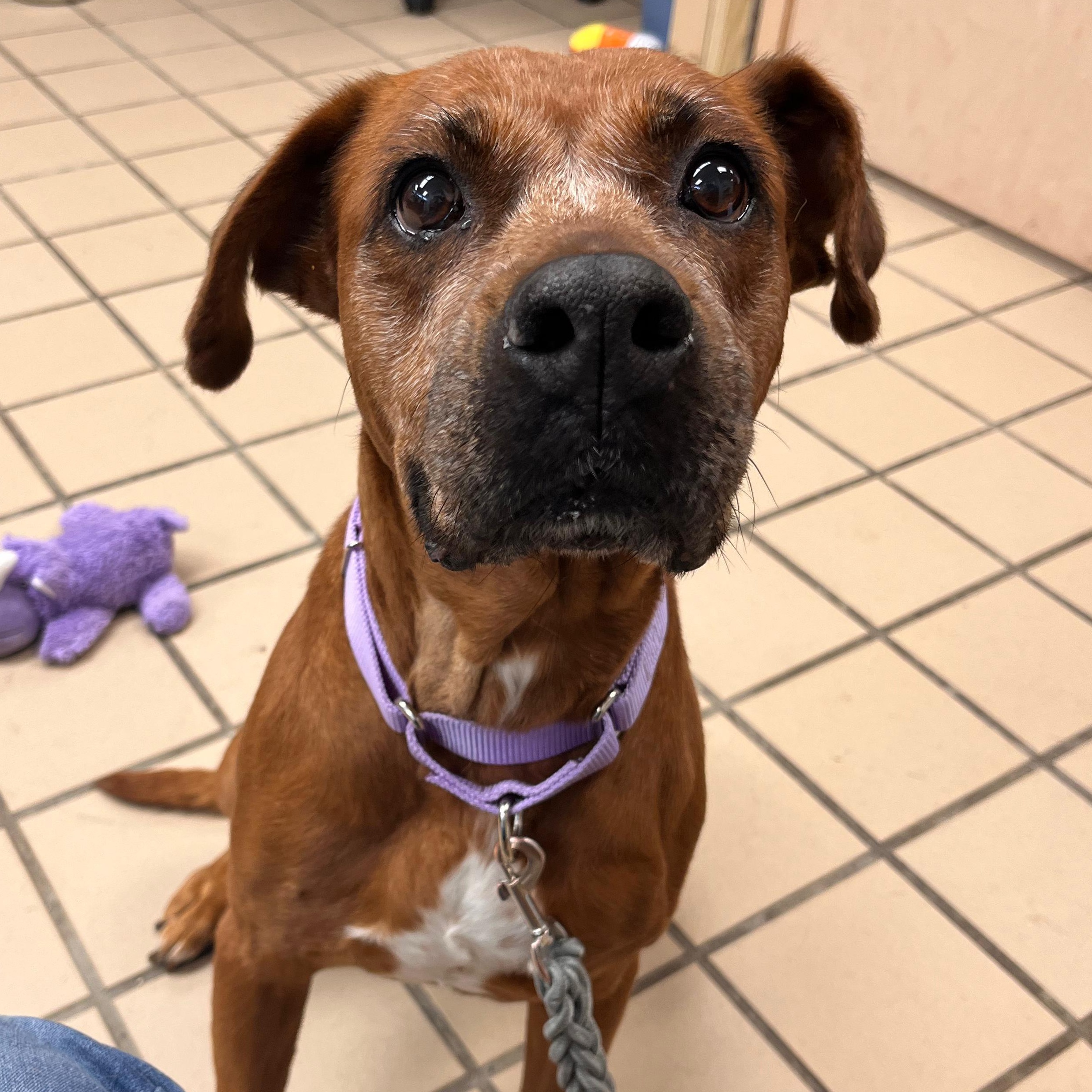 Enlarge Love (In Foster), a Adoptable mixed breed in Renfrew, PA image 4/5