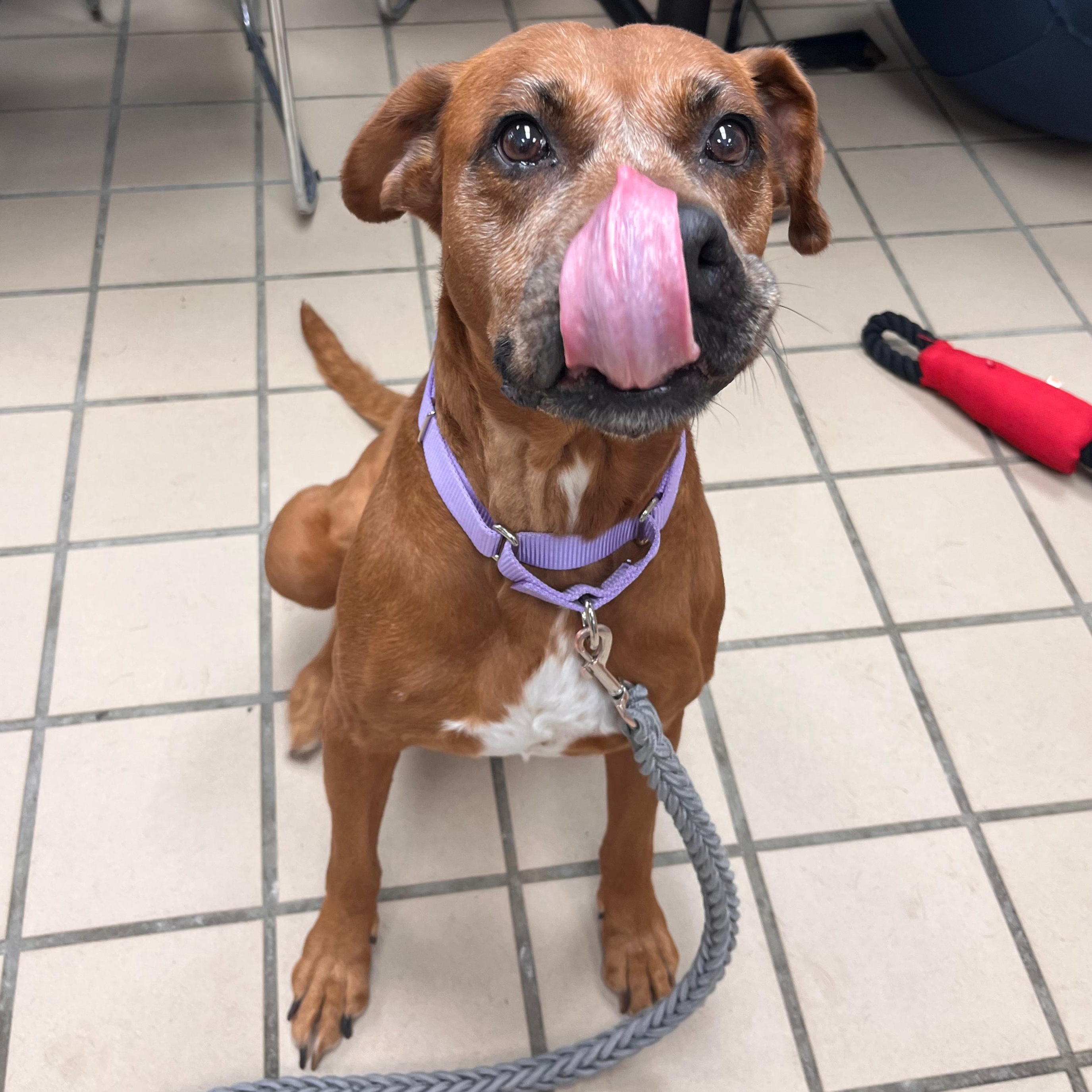 Enlarge Love (In Foster), a Adoptable mixed breed in Renfrew, PA image 2/5