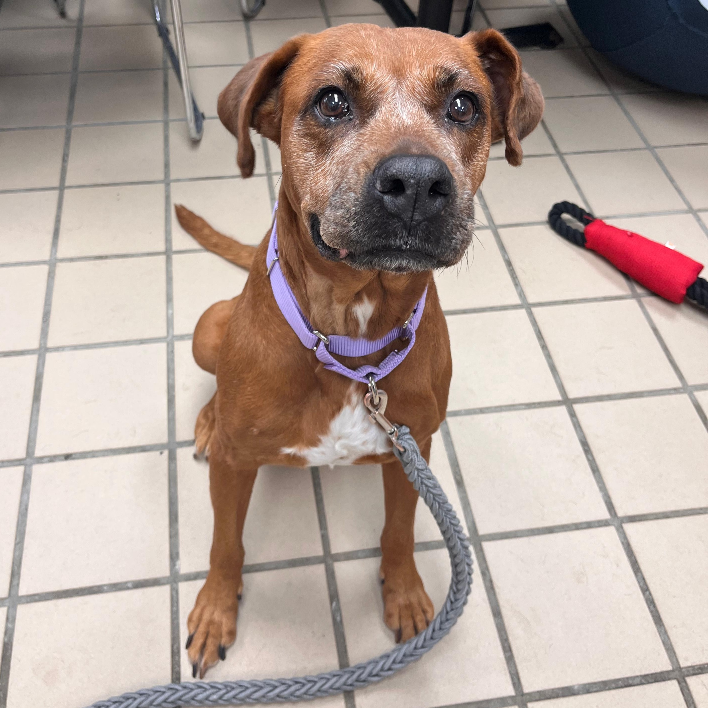 Enlarge Love (In Foster), a Adoptable mixed breed in Renfrew, PA image 3/5