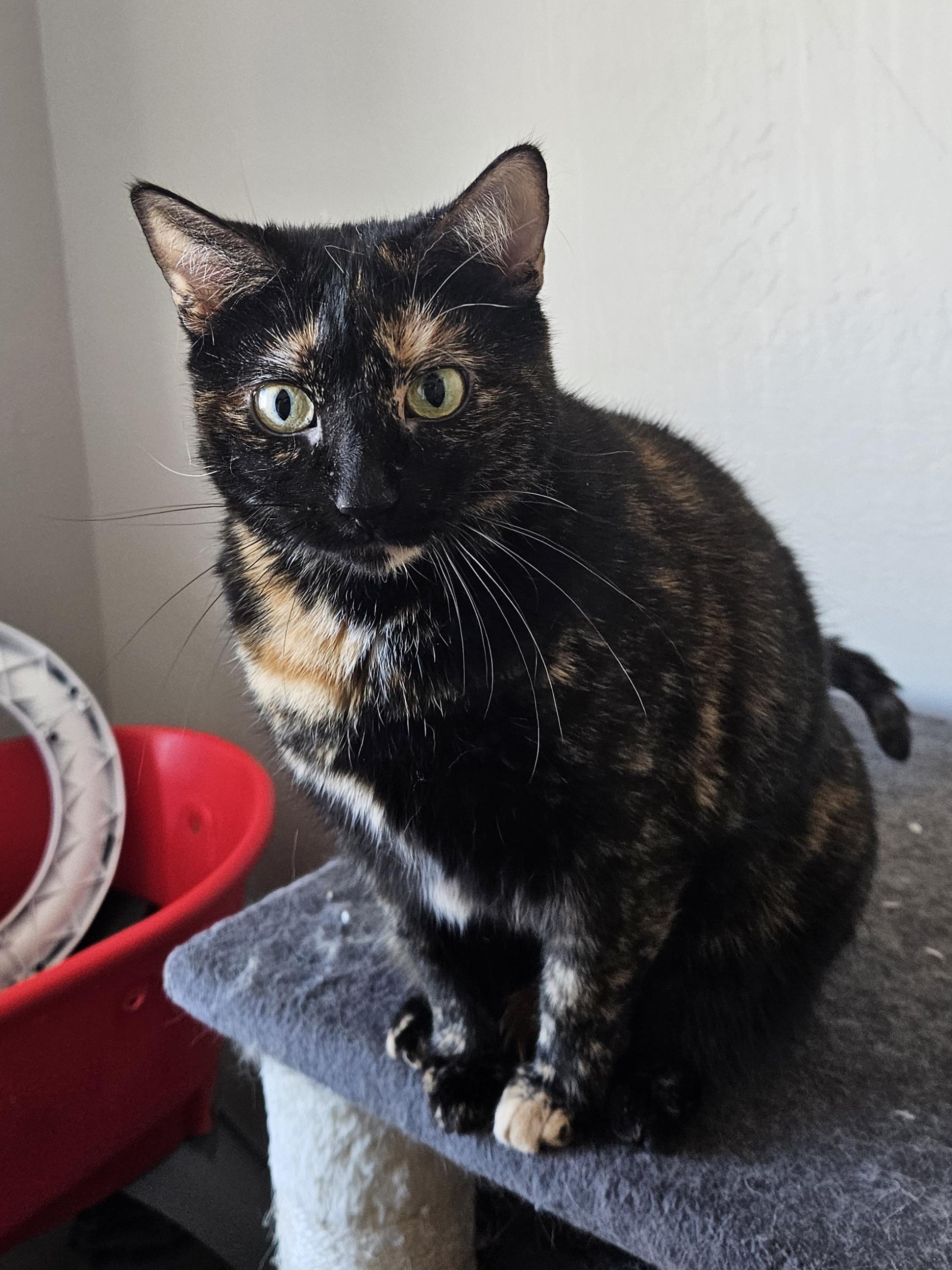 Sienna (and Kerillian), Adoptable, Adult Female Domestic Short Hair.
