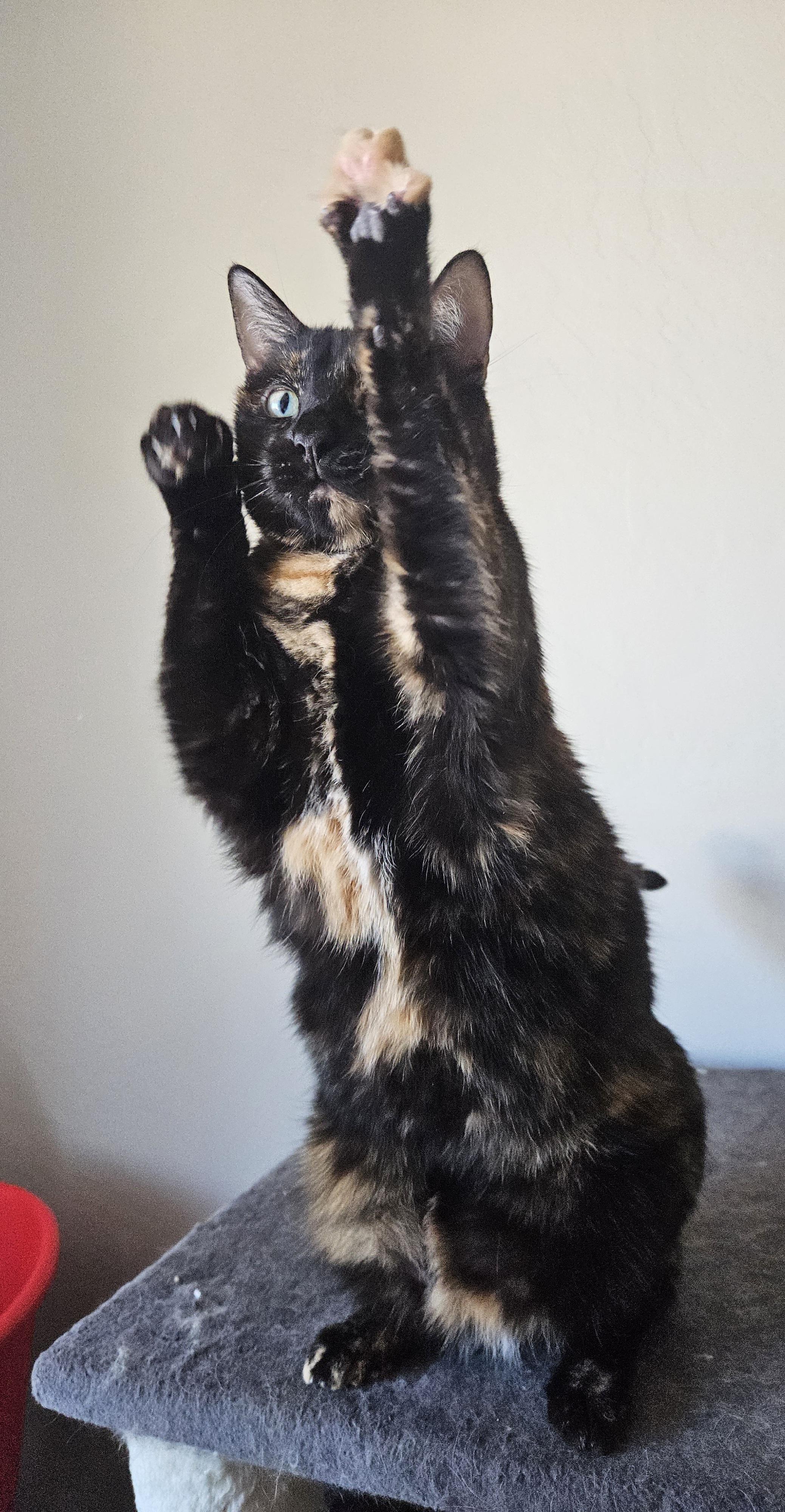 Enlarge Sienna (and Kerillian), a Adoptable mixed breed in Phoenix, AZ image 2/4