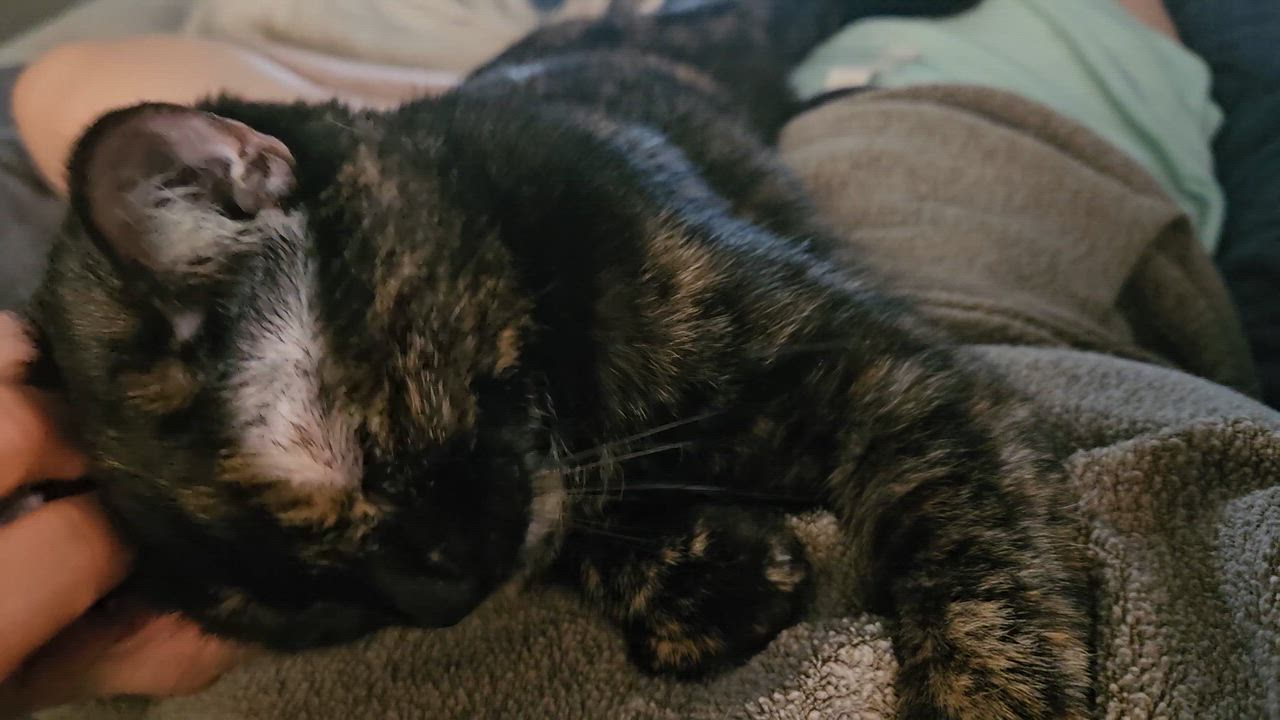 Enlarge Sienna (and Kerillian), a Adoptable mixed breed in Phoenix, AZ video 4/4