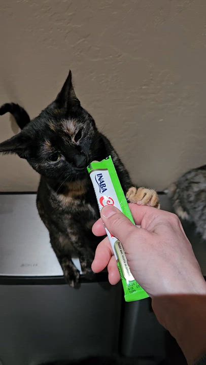 Enlarge Sienna (and Kerillian), a Adoptable mixed breed in Phoenix, AZ video 3/4