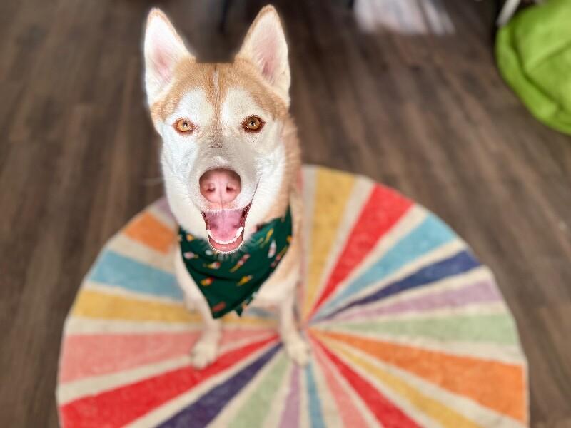 Daphne Lovelight Supreme — thumbnail 4