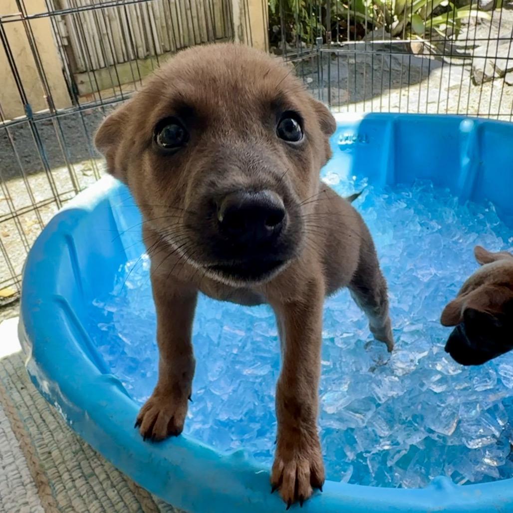 Enlarge Hildy, a Adoptable Mixed Breed in Frederiksted, VI image 1/2