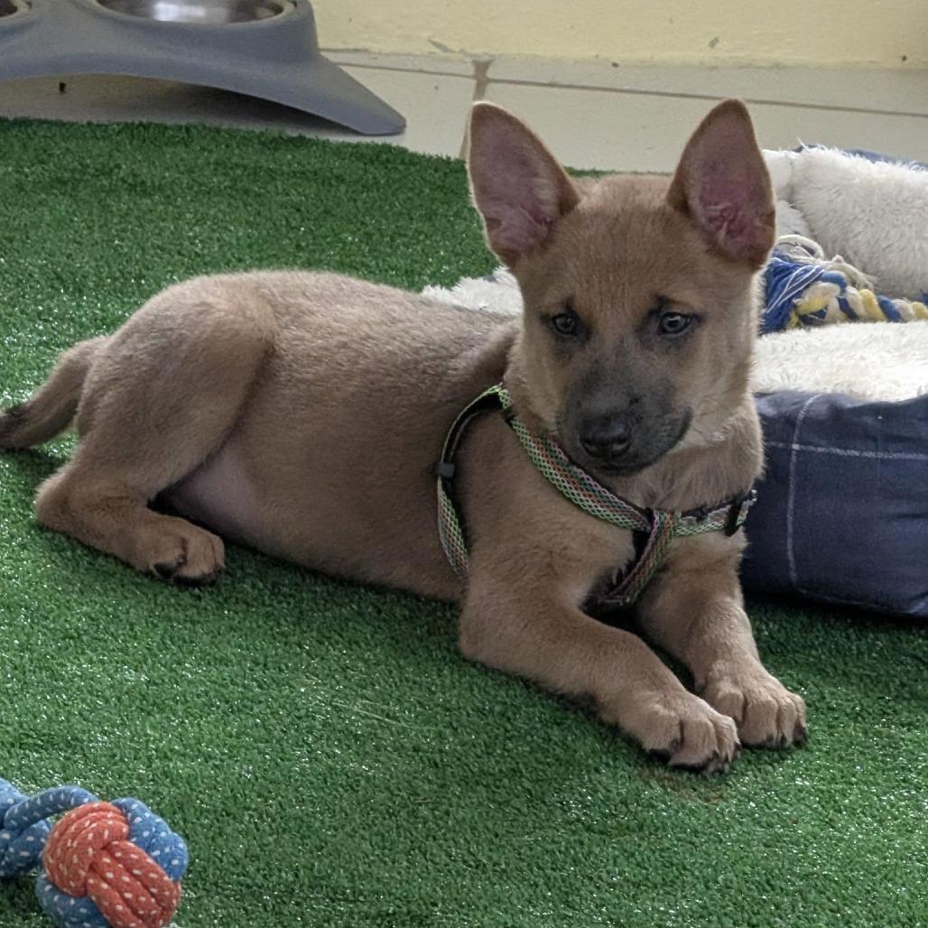 Enlarge Hildy, a Adoptable Mixed Breed in Frederiksted, VI image 2/2