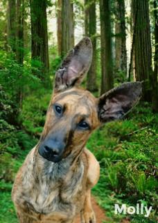 Molly, Adoptable, Young Female Great Dane & Dutch Shepherd.