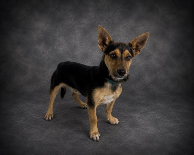 KITT, Adoptable, Young Male Miniature Pinscher & Mixed Breed.