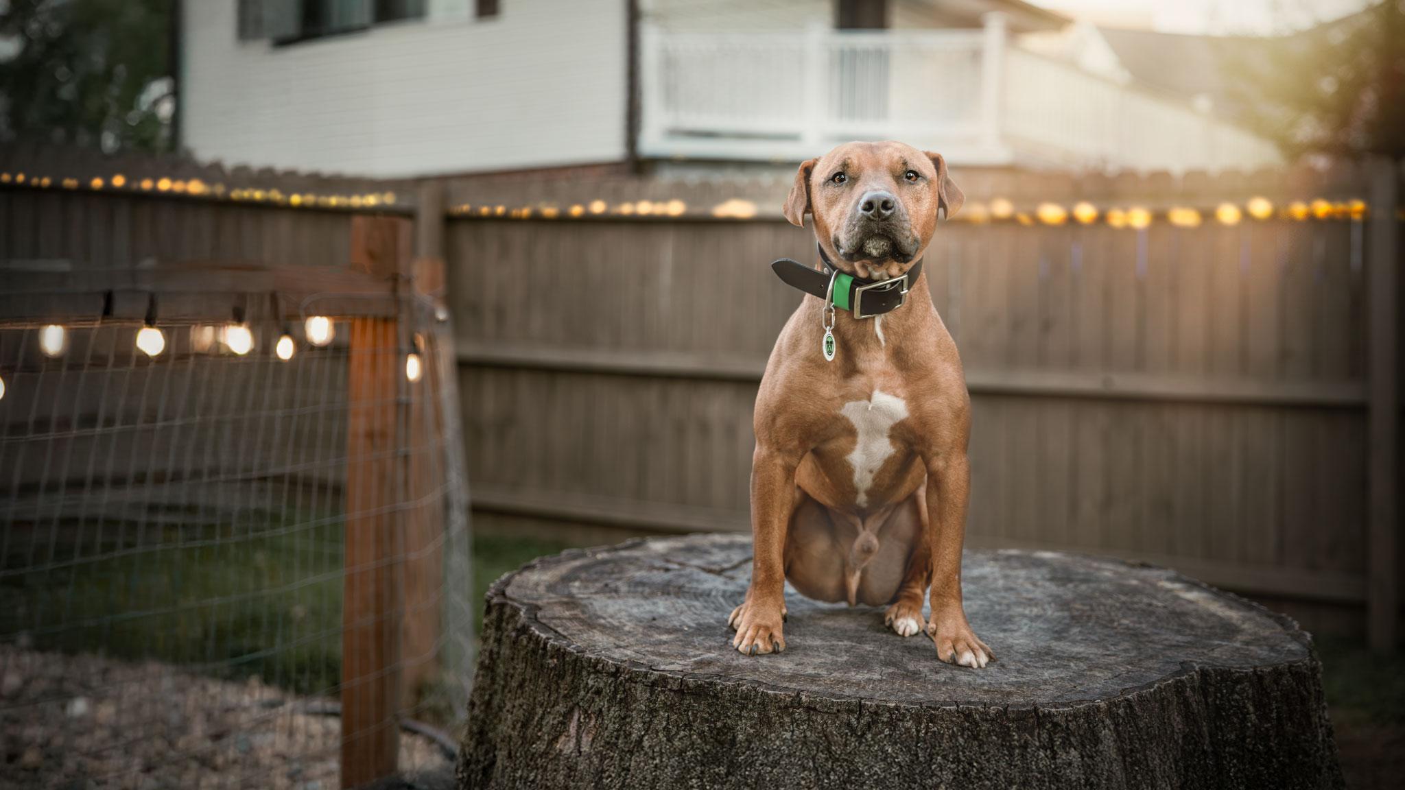 Enlarge Brick, a ADOPTABLE mixed breed in Des Peres, MO image 2/6