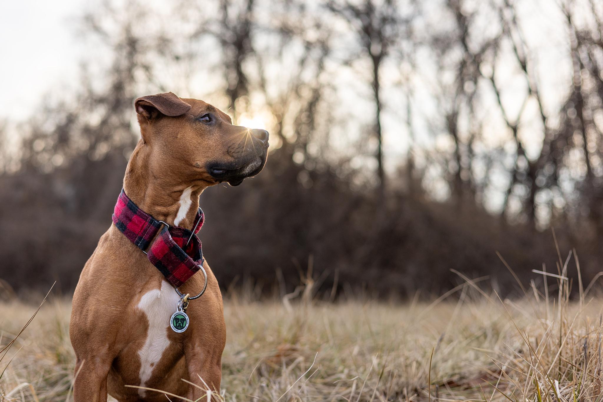 Enlarge Brick, a ADOPTABLE mixed breed in Des Peres, MO image 4/6