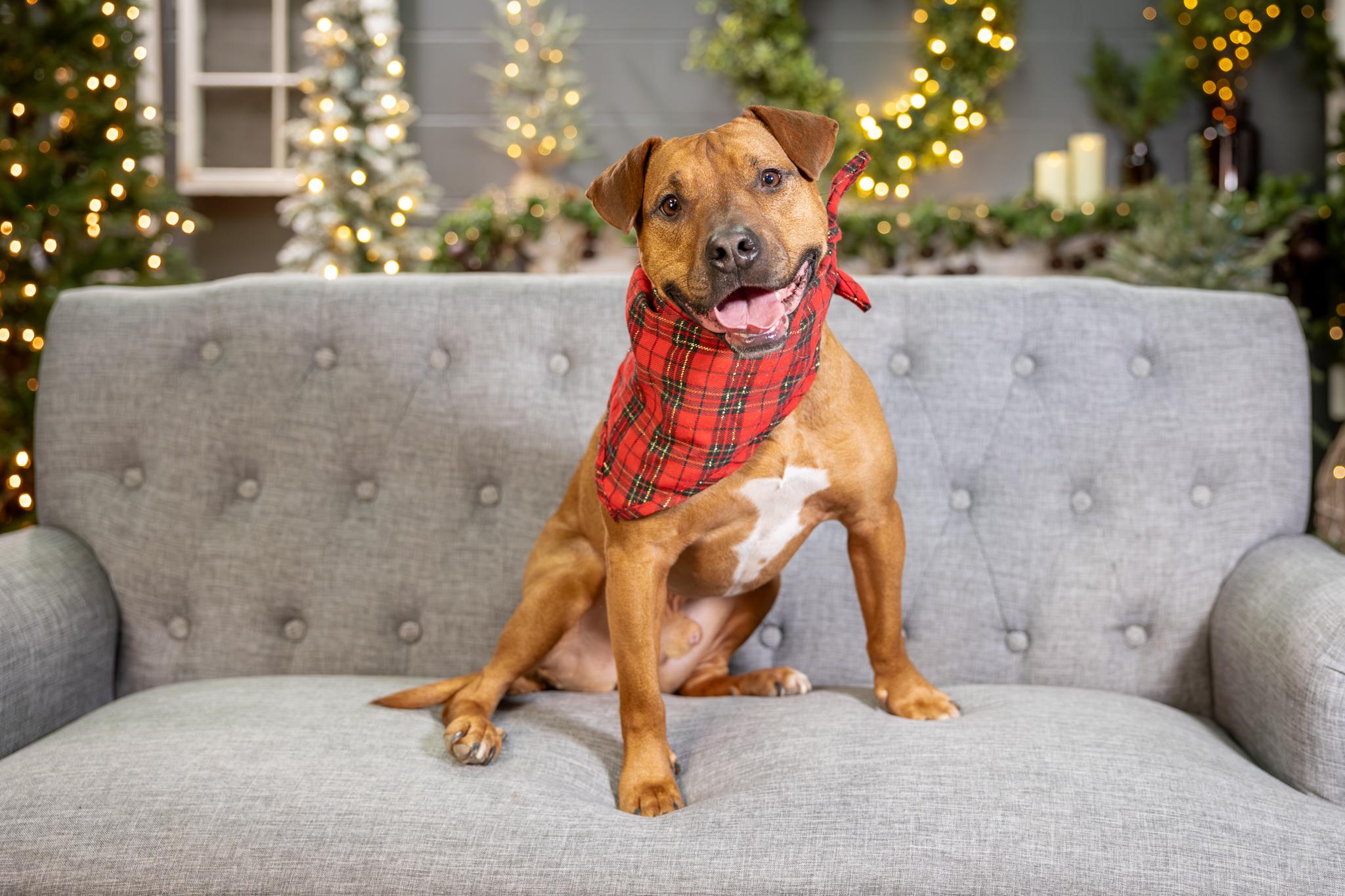 Enlarge Brick, a ADOPTABLE mixed breed in Des Peres, MO image 5/6