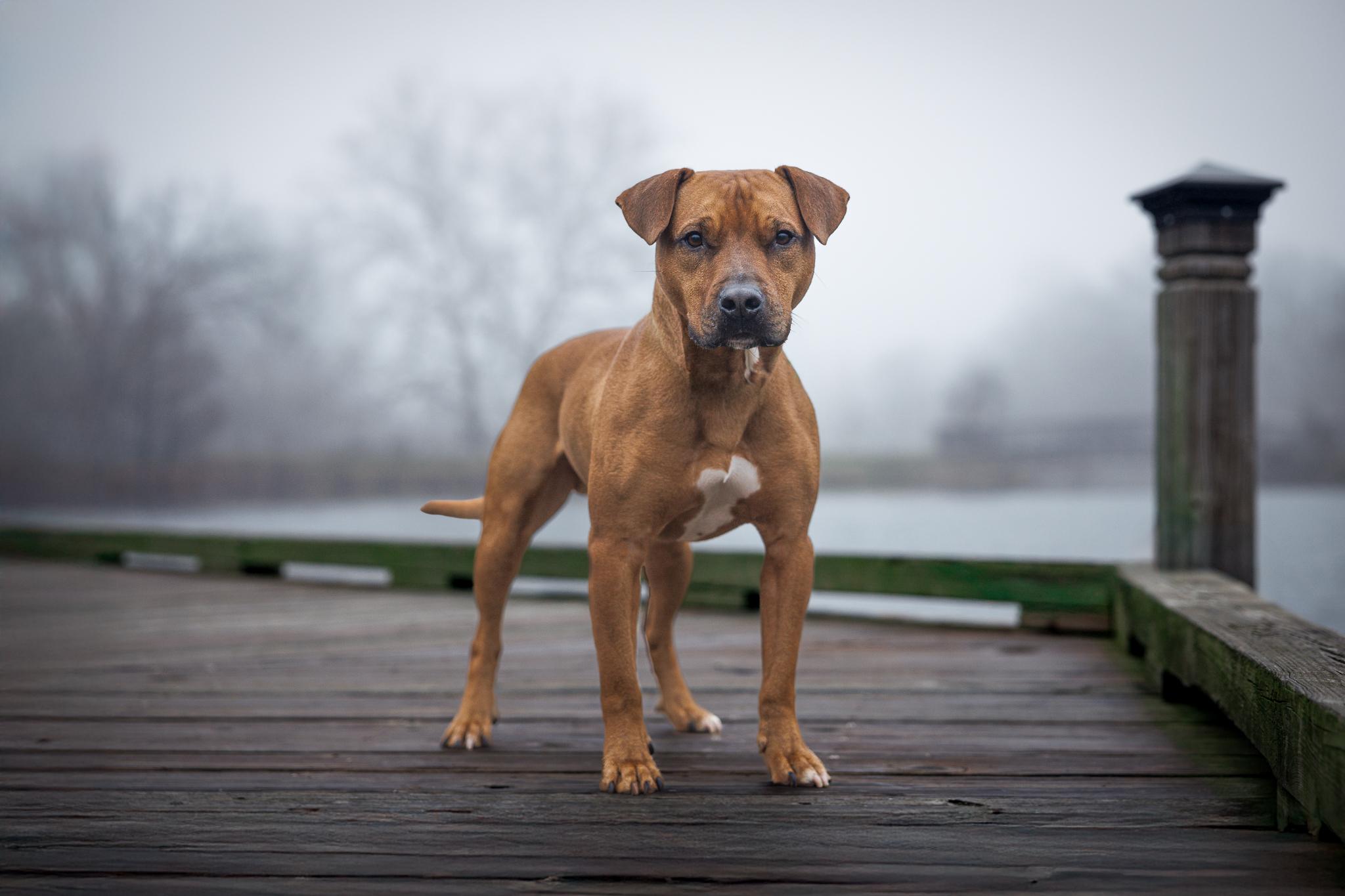 Brick, ADOPTABLE, Adult Male American Staffordshire Terrier & American Bully.
