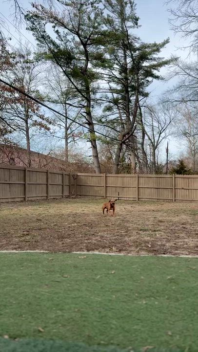 Enlarge Brick, a ADOPTABLE mixed breed in Des Peres, MO video 6/6