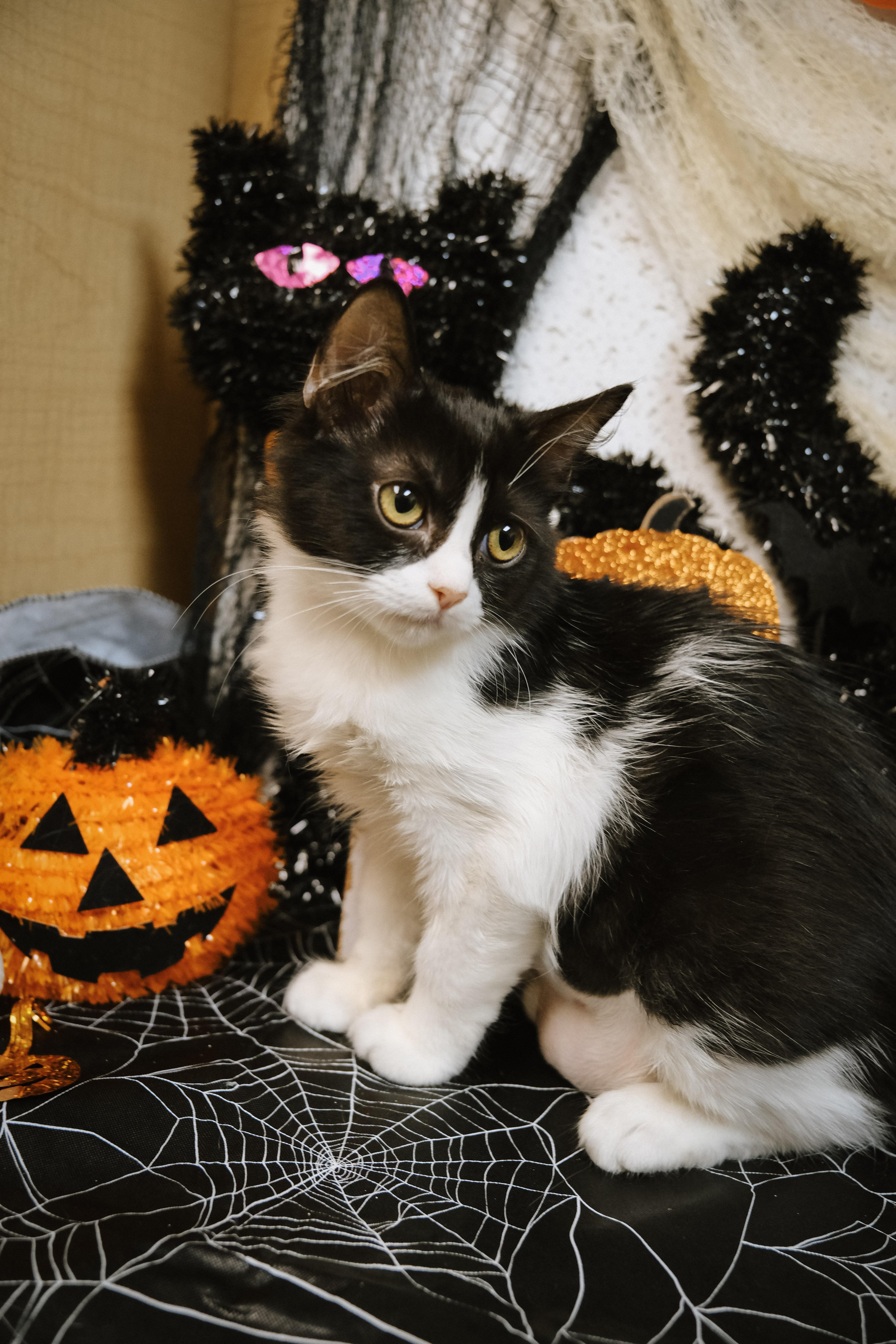 Sookie (Suki - Grumpy Cat FACE)