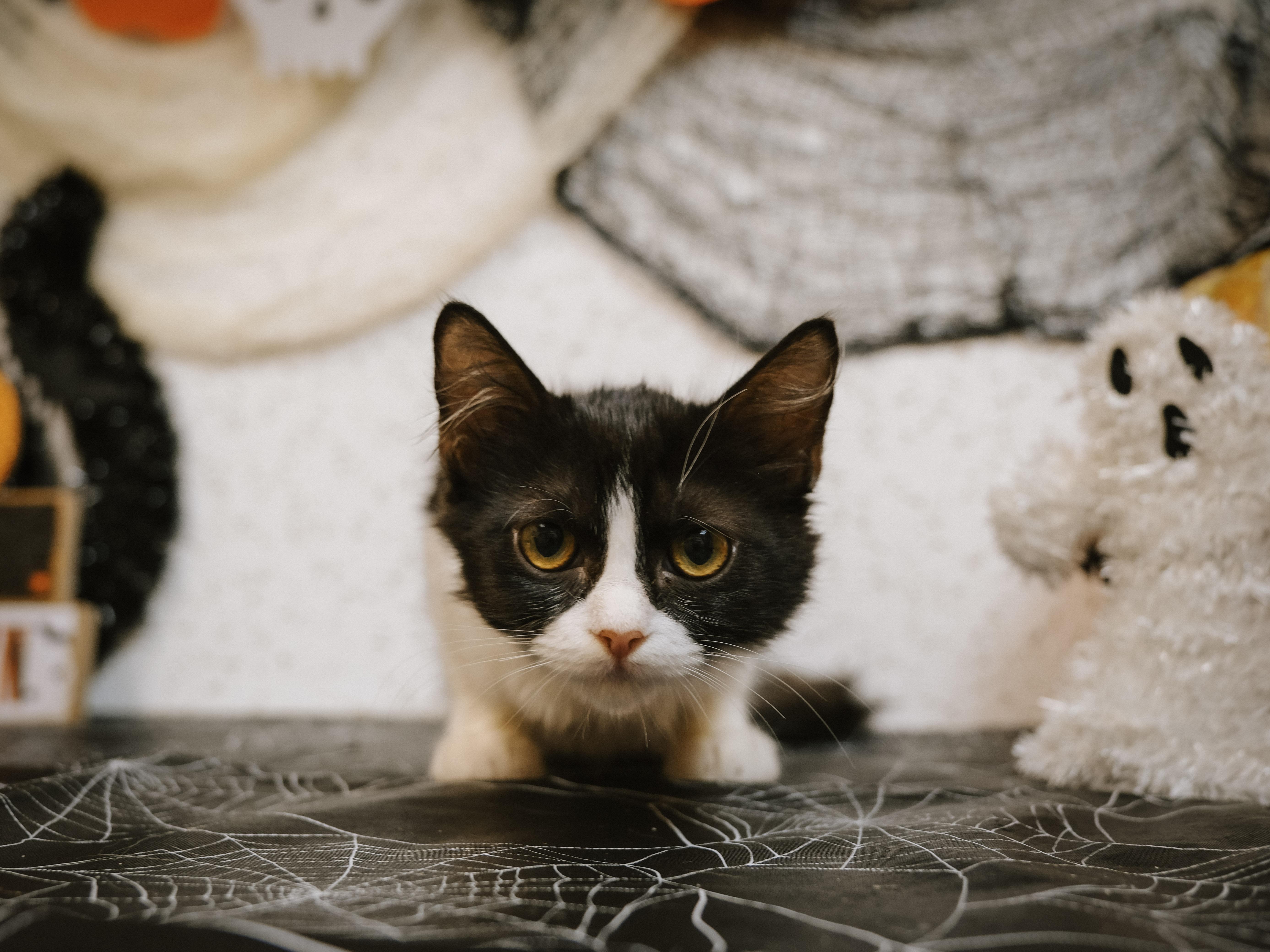 Sookie (Suki - Grumpy Cat FACE)